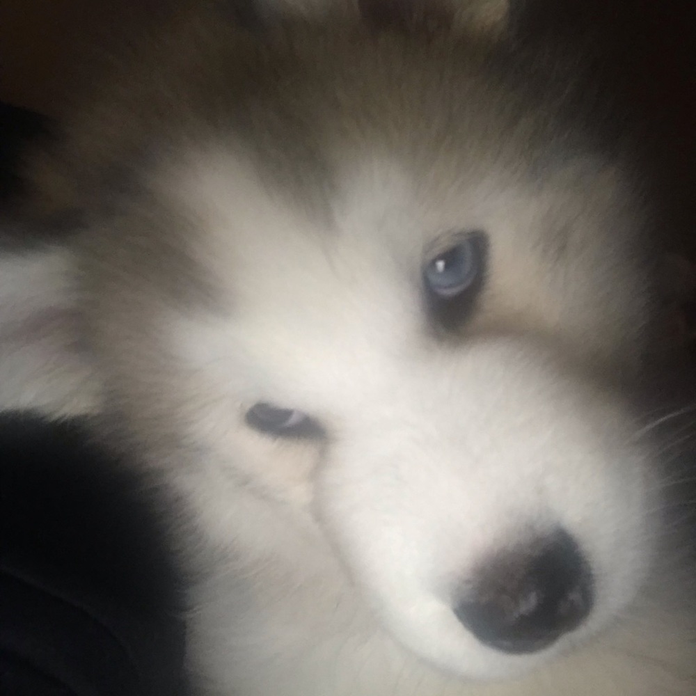 Meet your Posher, Lisa